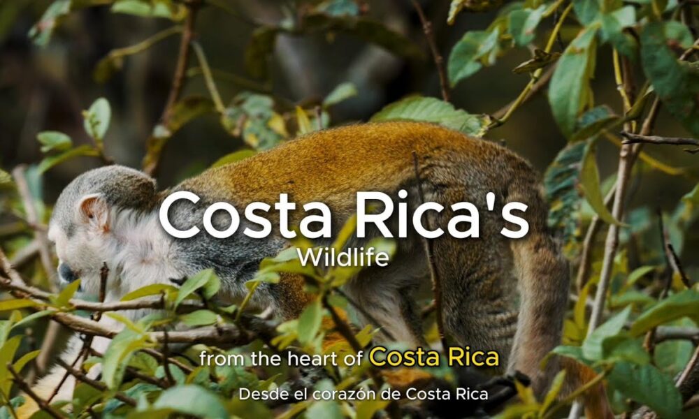 The Wildlife Wonders of Costa Rica: Monkeys, Sloths, Parrots & More!