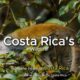 The Wildlife Wonders of Costa Rica: Monkeys, Sloths, Parrots & More!